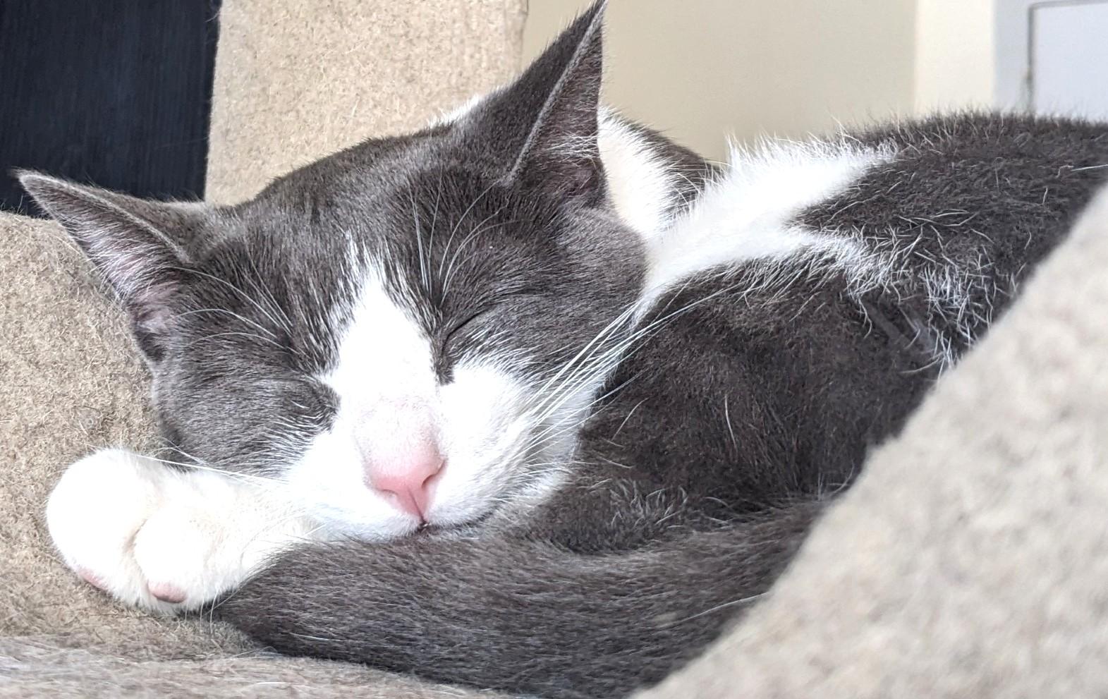 Mr. Cuddles, a Adoptable Domestic Short Hair in Stoney Creek, ON image 3/5