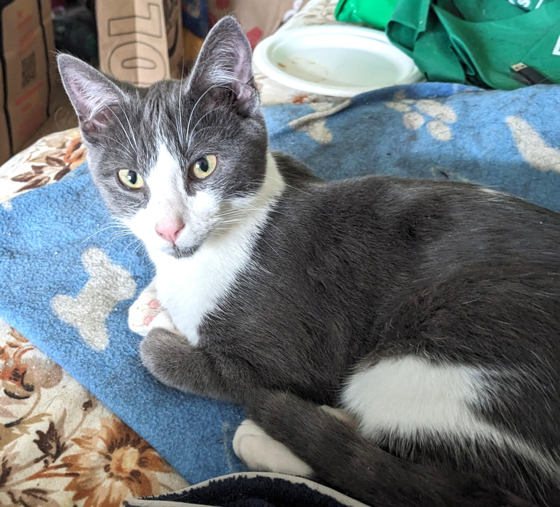 Mr. Cuddles, a Adoptable Domestic Short Hair in Stoney Creek, ON image 2/5