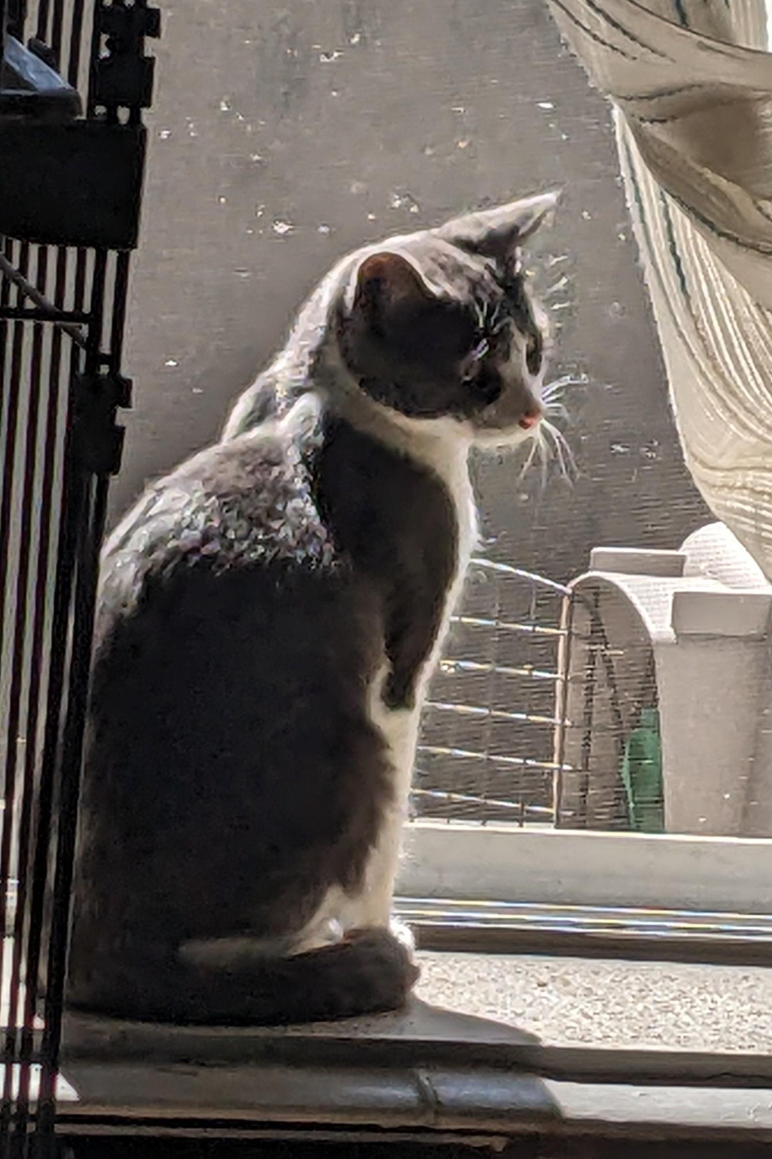 Mr. Cuddles photo 5