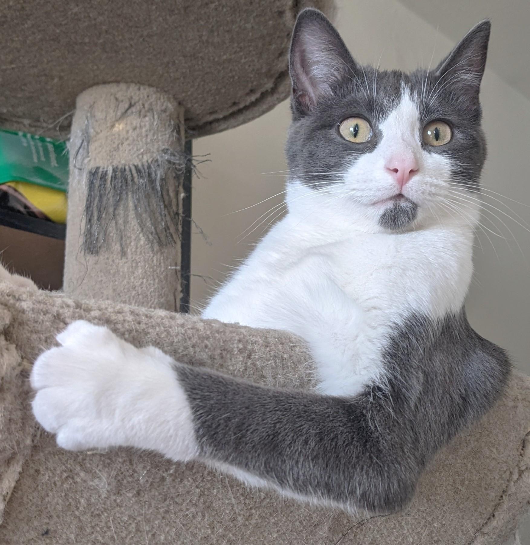 Mr. Cuddles, a Adoptable Domestic Short Hair in Stoney Creek, ON image 1/5