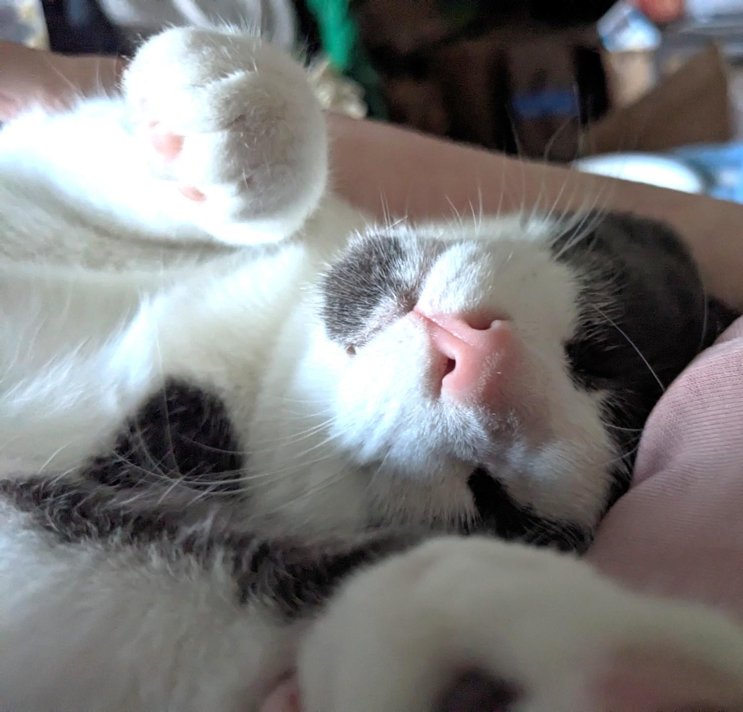 Mr. Cuddles, a Adoptable Domestic Short Hair in Stoney Creek, ON image 4/5