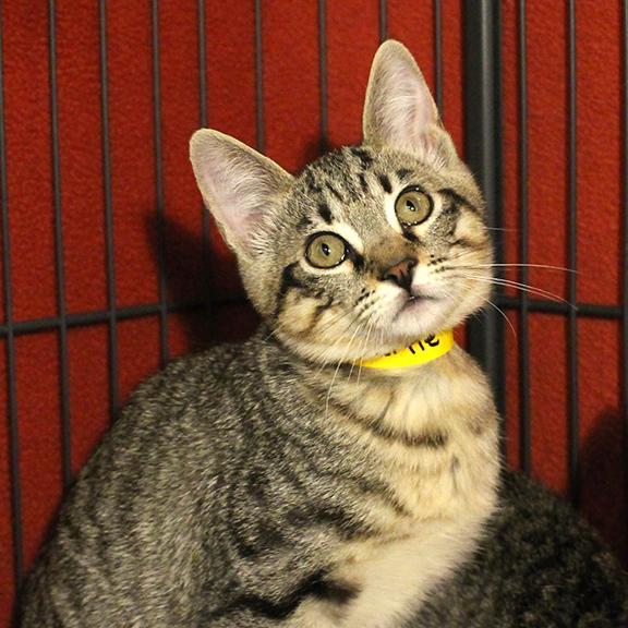 Enlarge Bertie, a Adoptable Domestic Short Hair in Overland Park, KS image 1/4