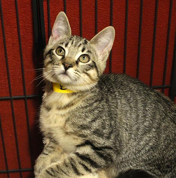 Enlarge Bertie, a Adoptable Domestic Short Hair in Overland Park, KS image 2/4