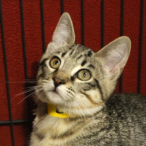 Enlarge Bertie, a Adoptable Domestic Short Hair in Overland Park, KS image 3/4
