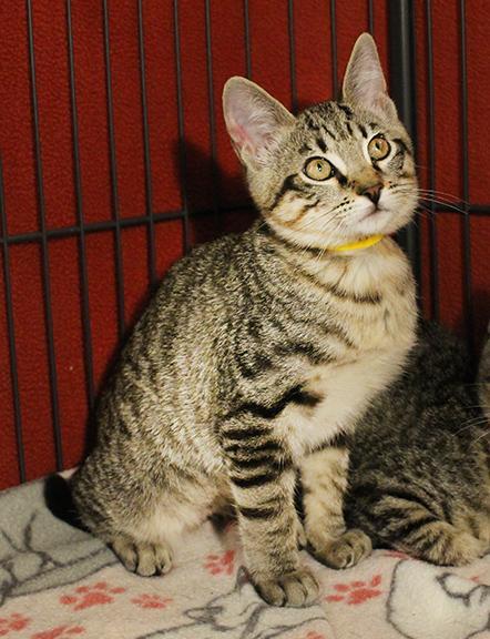 Enlarge Bertie, a Adoptable Domestic Short Hair in Overland Park, KS image 4/4