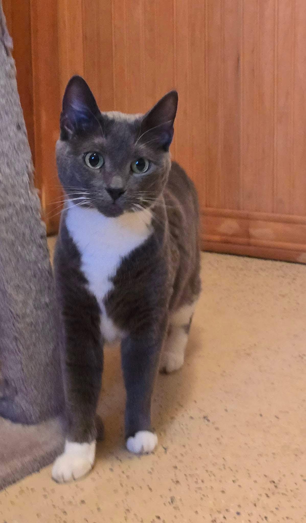 Willow, adopted, Adult Female Domestic Short Hair.