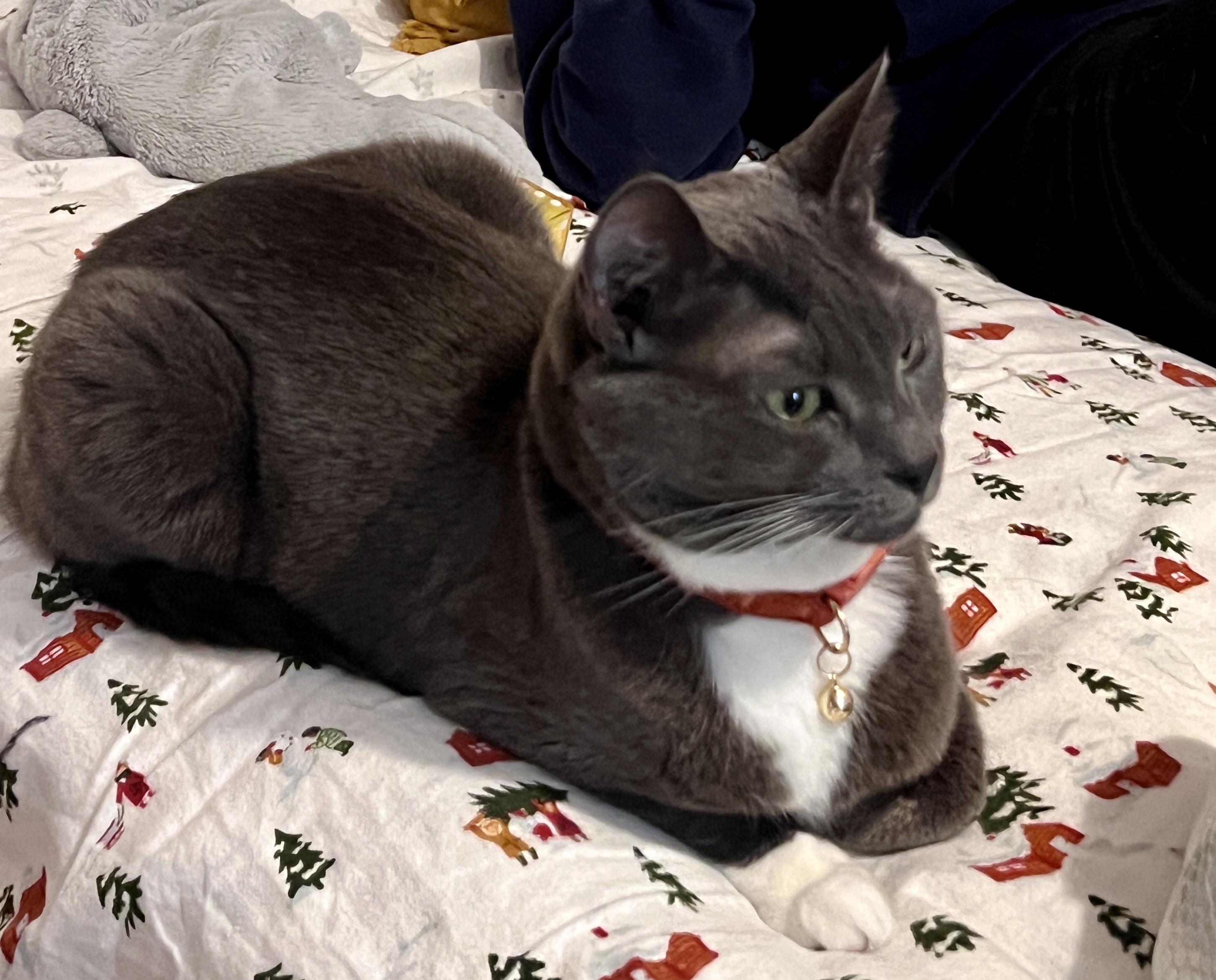 Willow, an adopted Domestic Short Hair in Andover, CT image 4/4