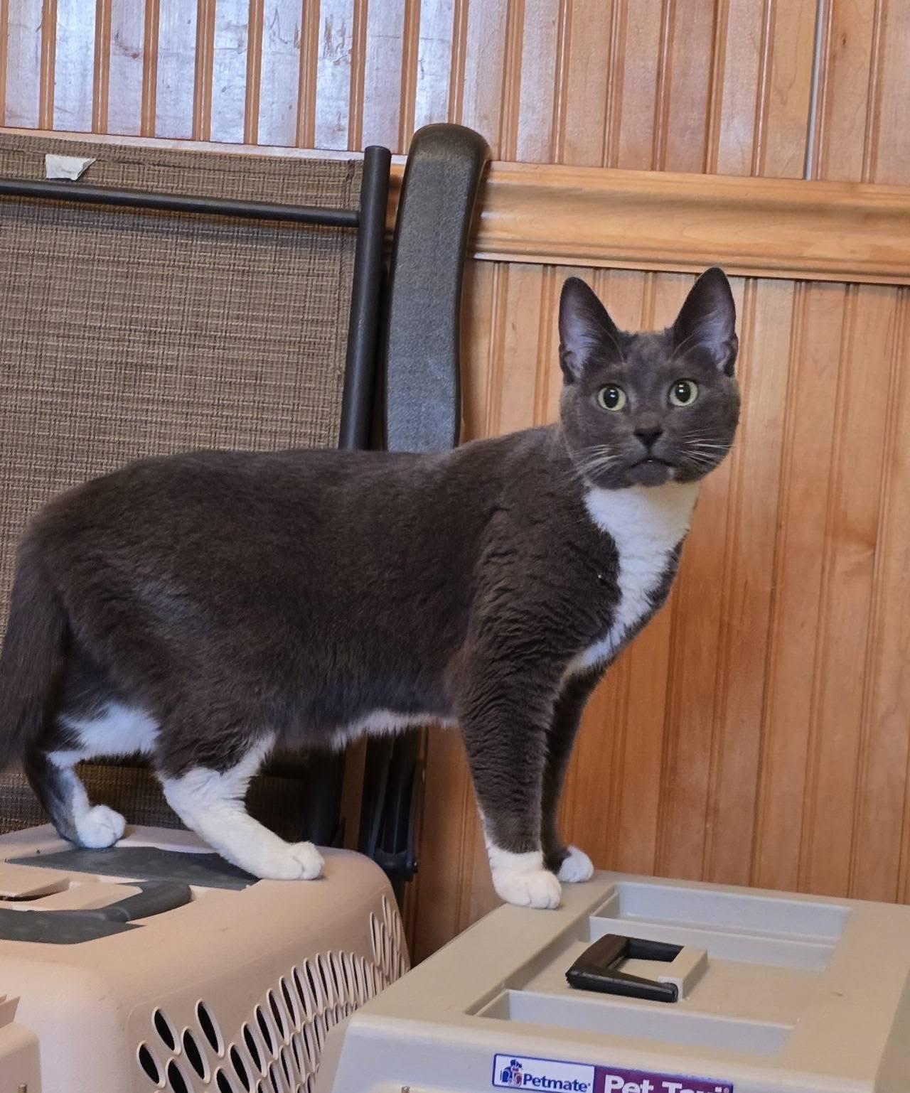 Willow, an adopted Domestic Short Hair in Andover, CT image 3/4