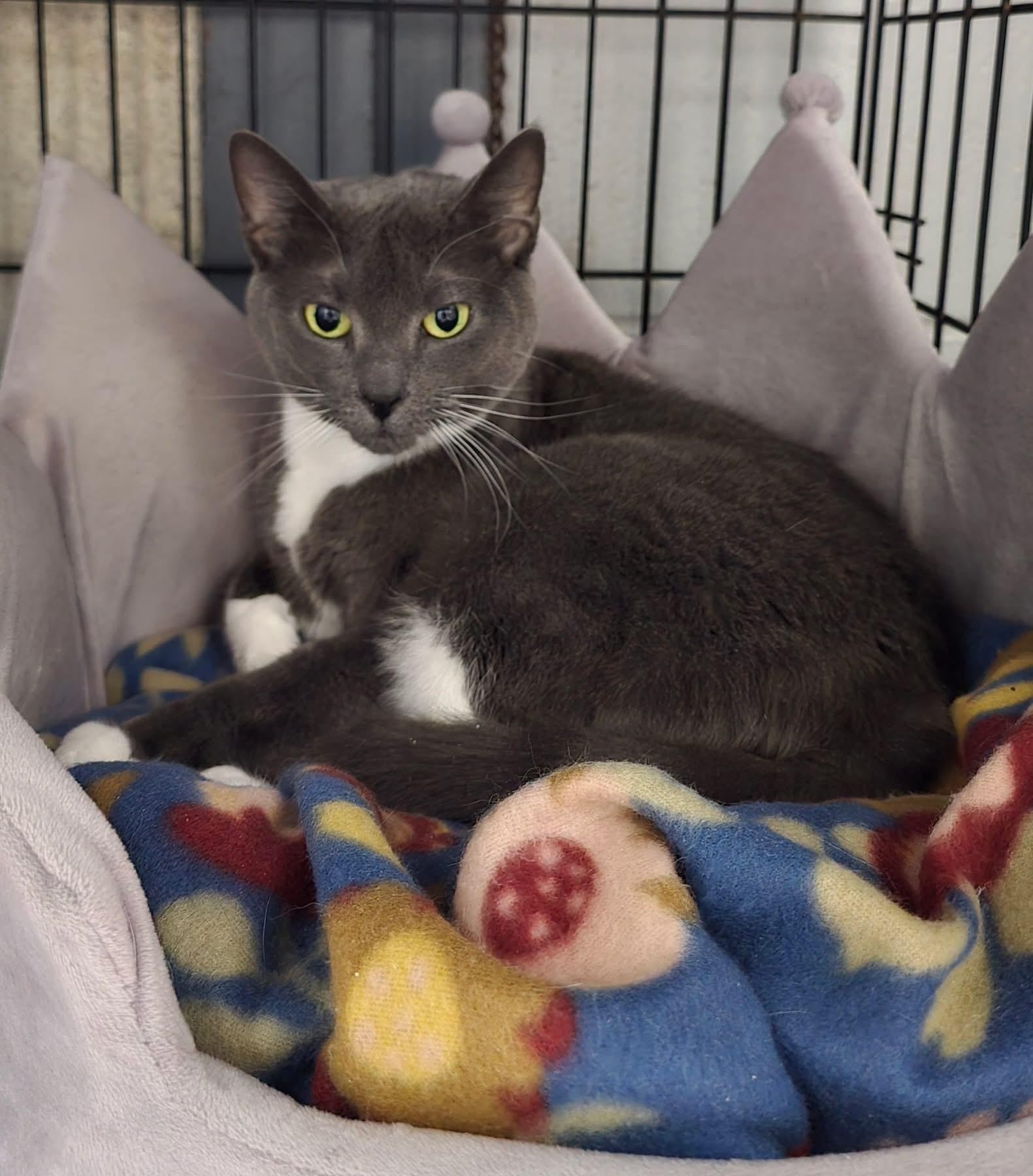 Willow, an adopted Domestic Short Hair in Andover, CT image 2/4