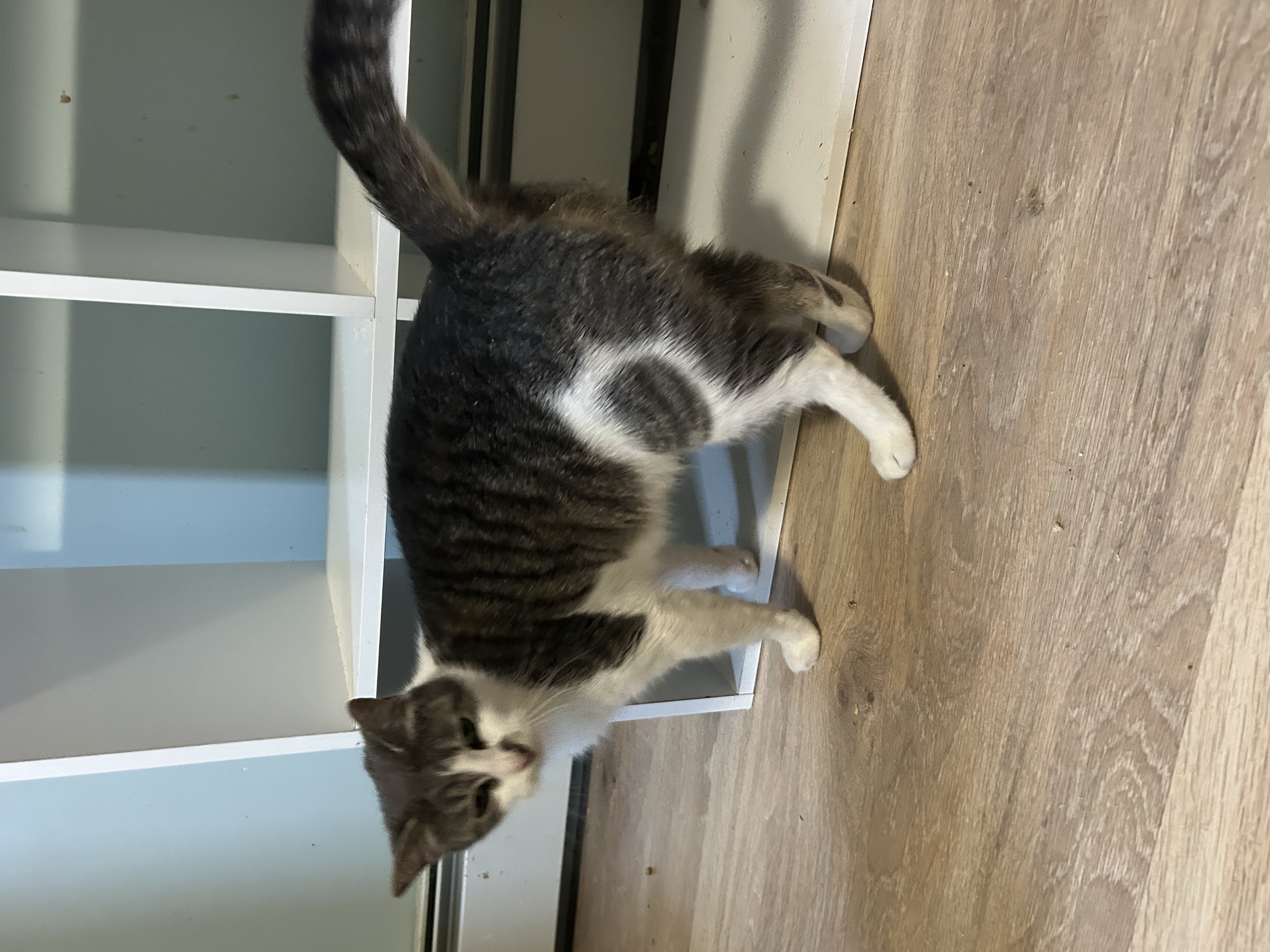 STERLING, a Adoptable Domestic Short Hair in Fort Kent, ME image 3/3