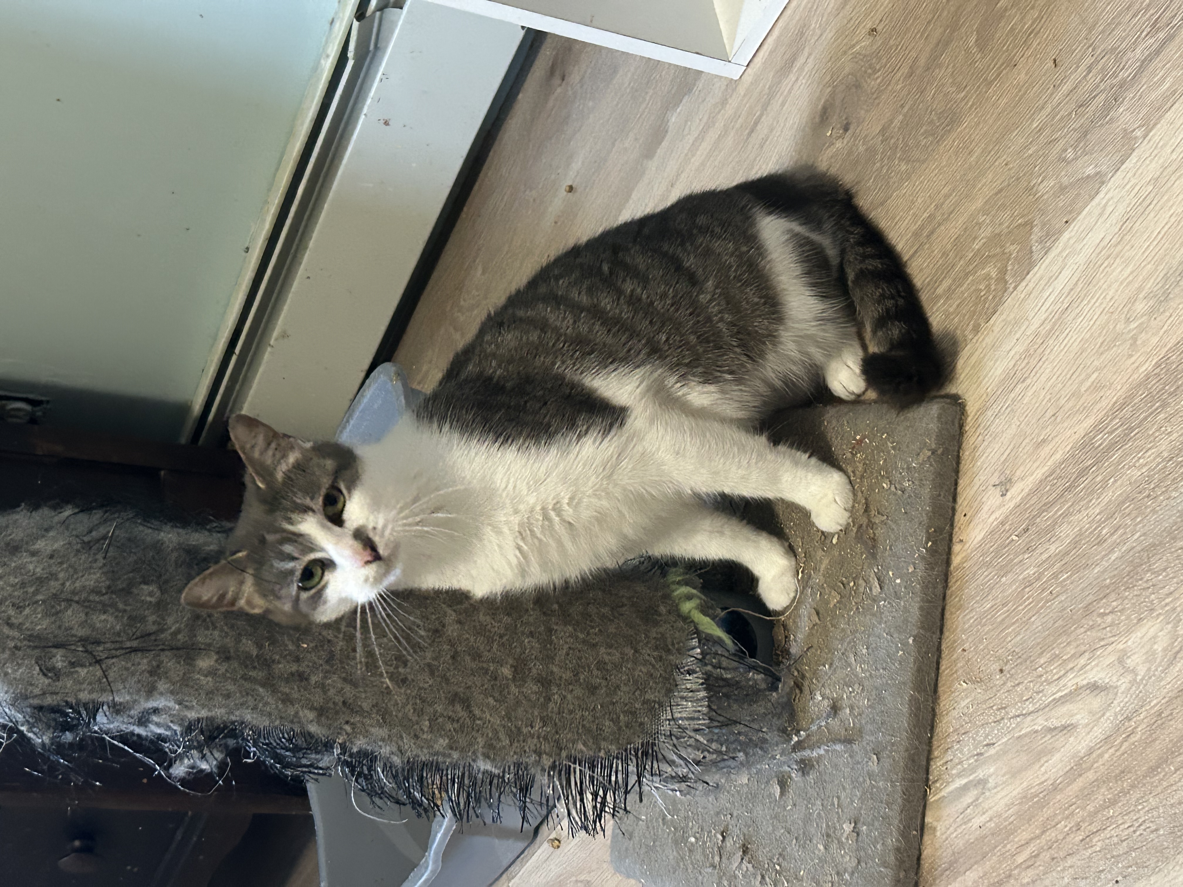 STERLING, a Adoptable Domestic Short Hair in Fort Kent, ME image 2/3