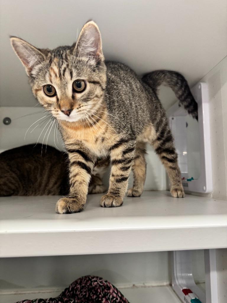 Kassie, Adoptable, Kitten Female Domestic Short Hair.