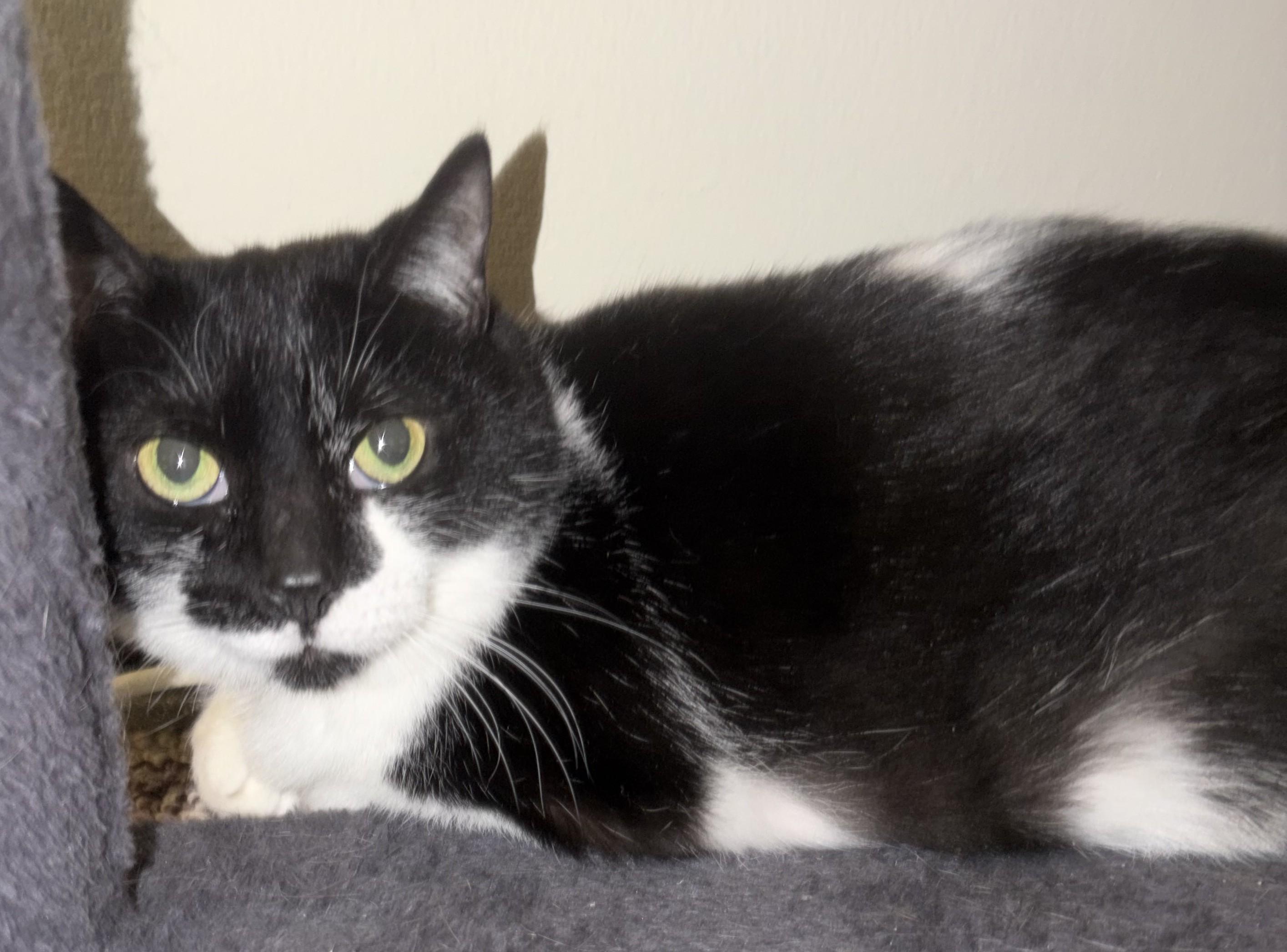 Enlarge Luna, a Adoptable Domestic Medium Hair in Avon, NY image 3/5