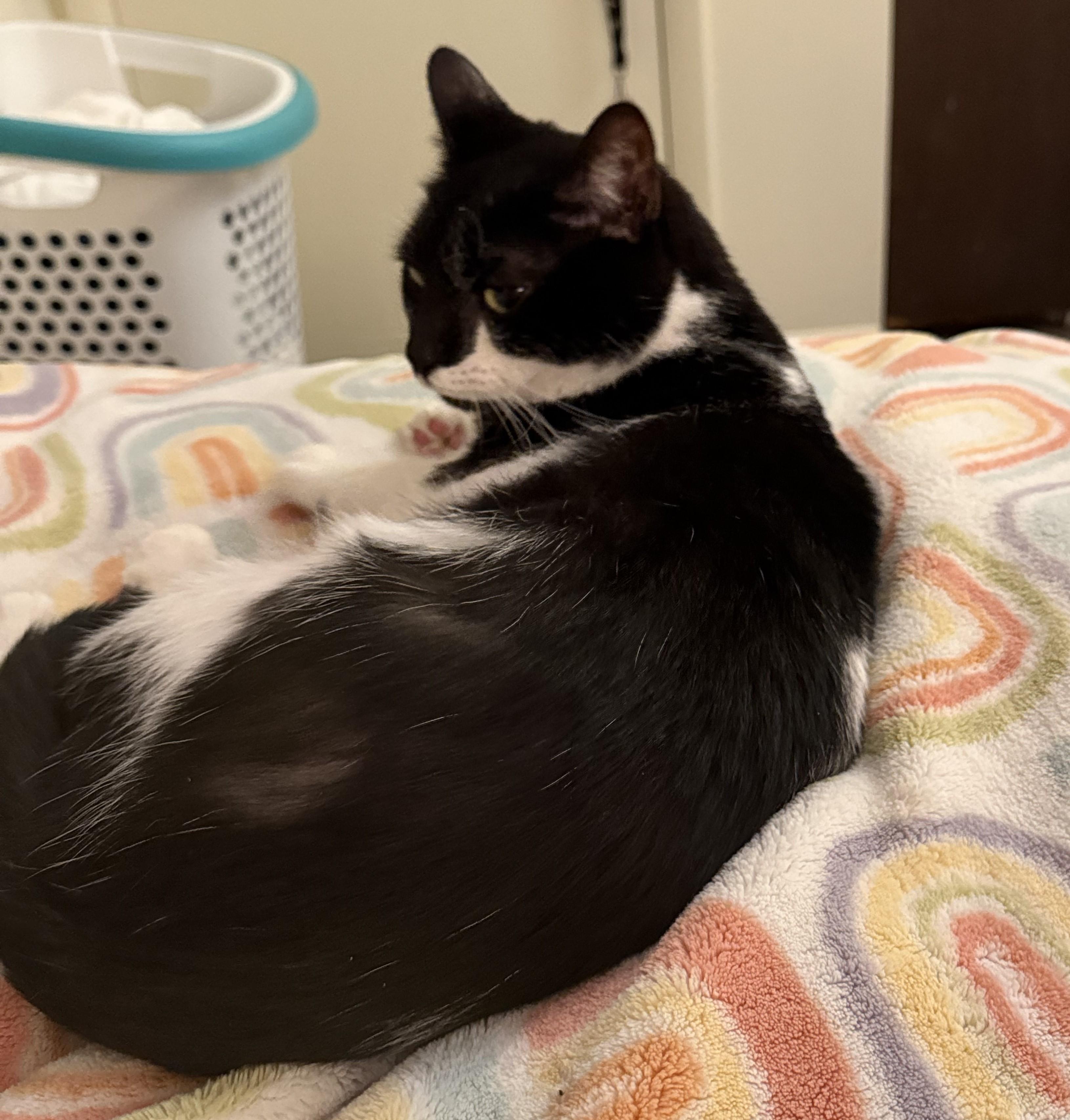 Enlarge Luna, a Adoptable Domestic Medium Hair in Avon, NY image 1/1