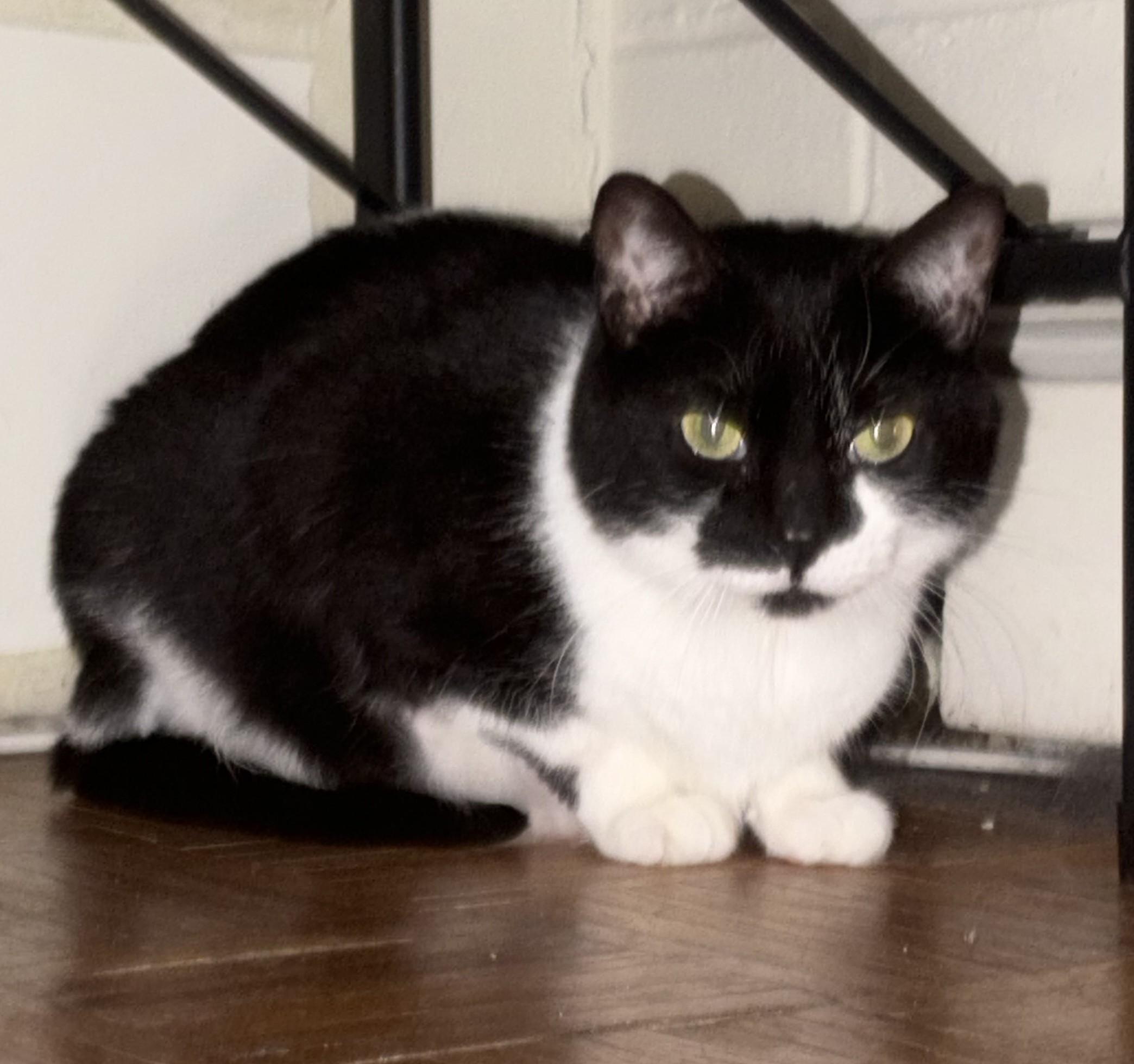 Enlarge Luna, a Adoptable Domestic Medium Hair in Avon, NY image 2/5