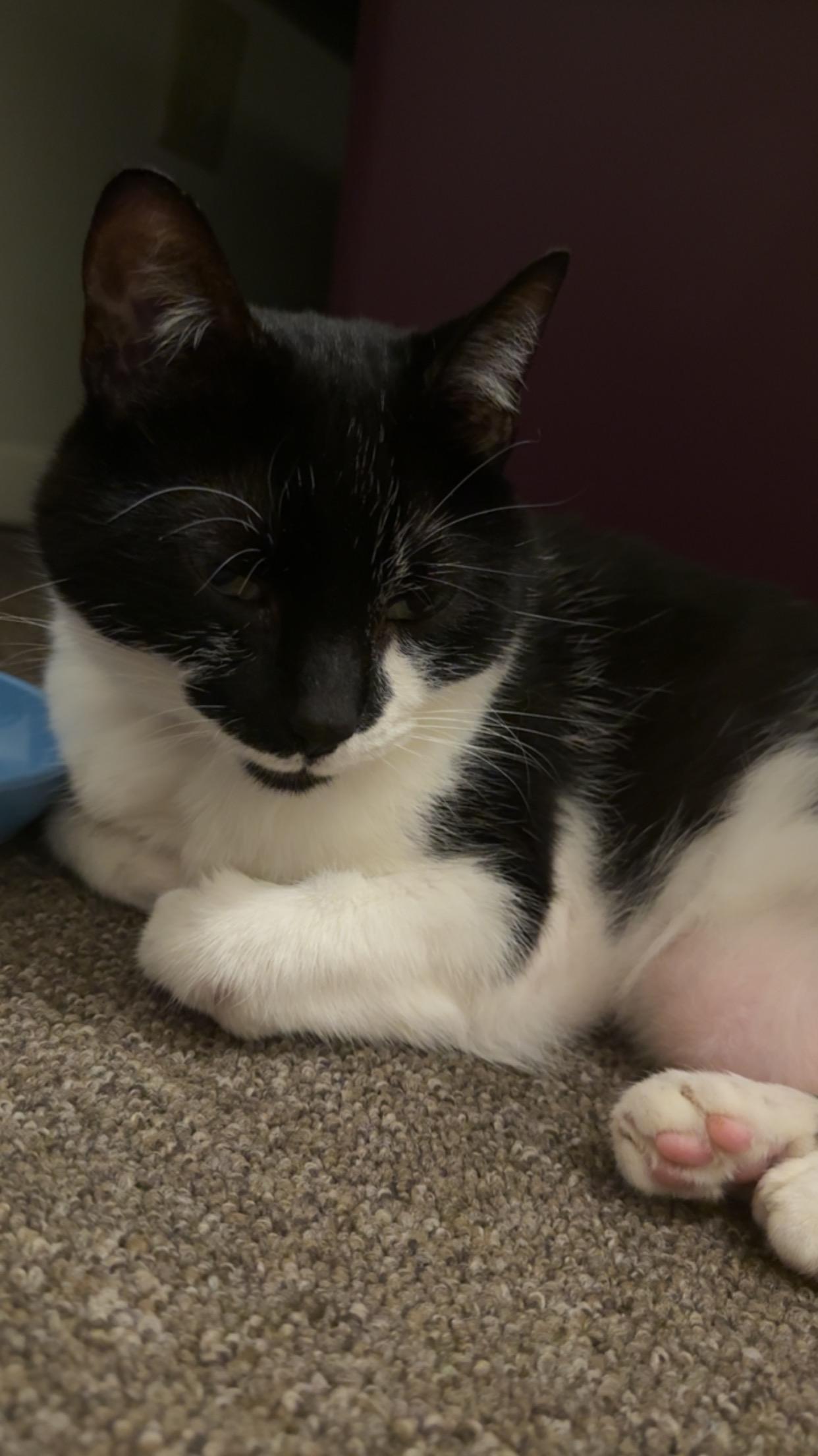 Enlarge Luna, a Adoptable Domestic Medium Hair in Avon, NY image 4/5