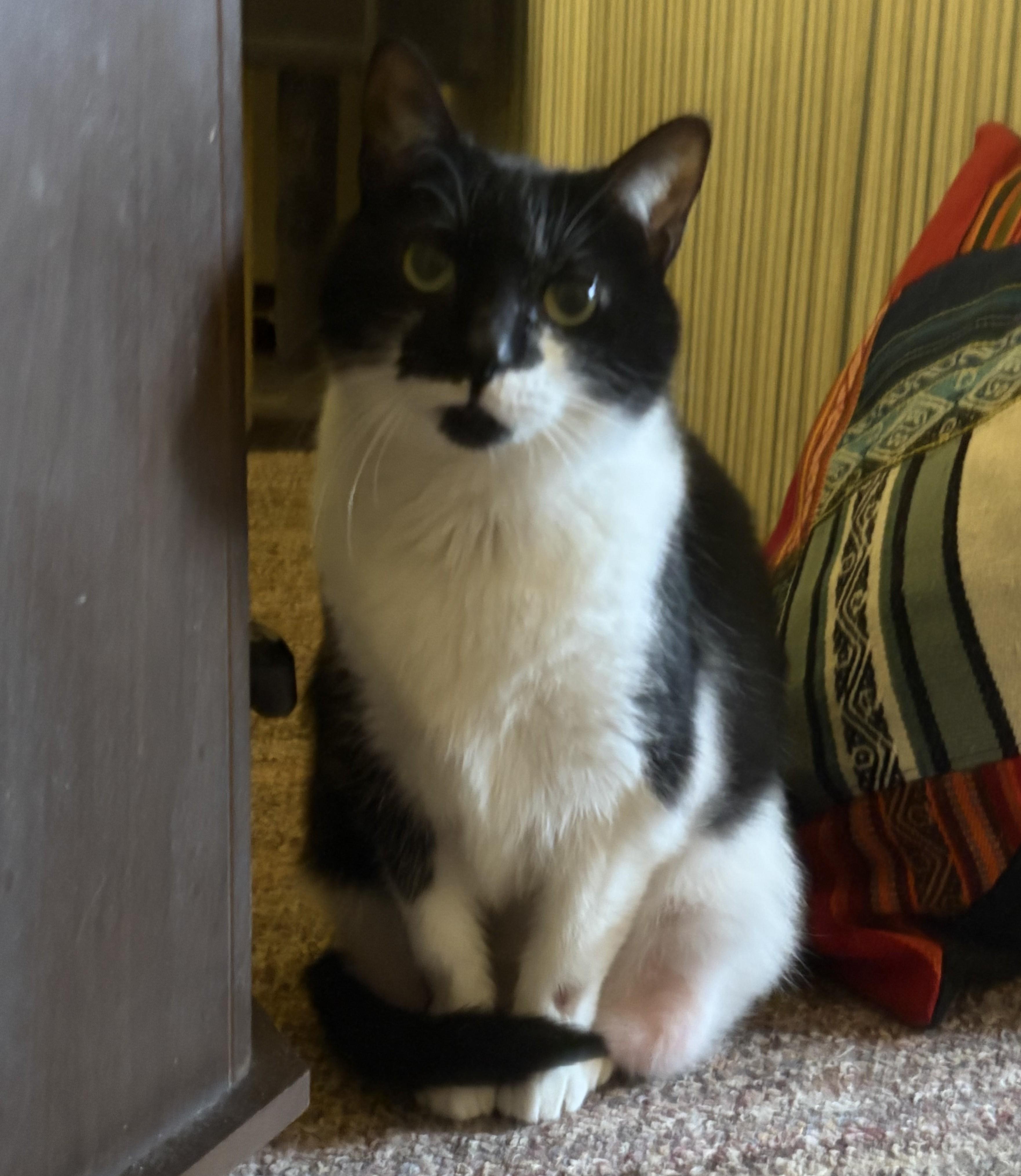 Luna, Adoptable, Adult Female Domestic Medium Hair.