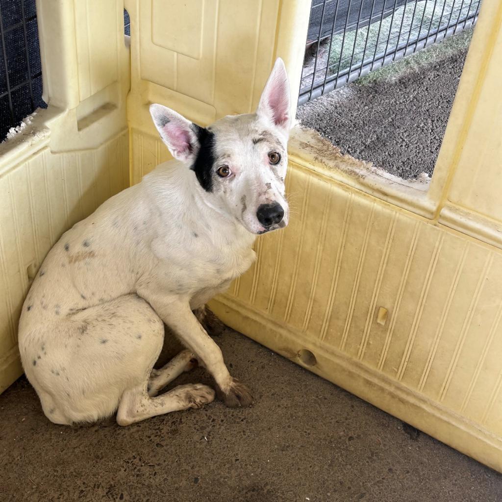 Admiral, Adoptable, Adult Male Cattle Dog & Mixed Breed.