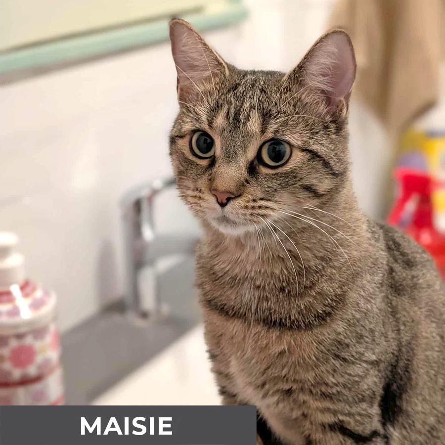 Maisie, a Adoptable Domestic Short Hair in Etobicoke, ON image 4/5