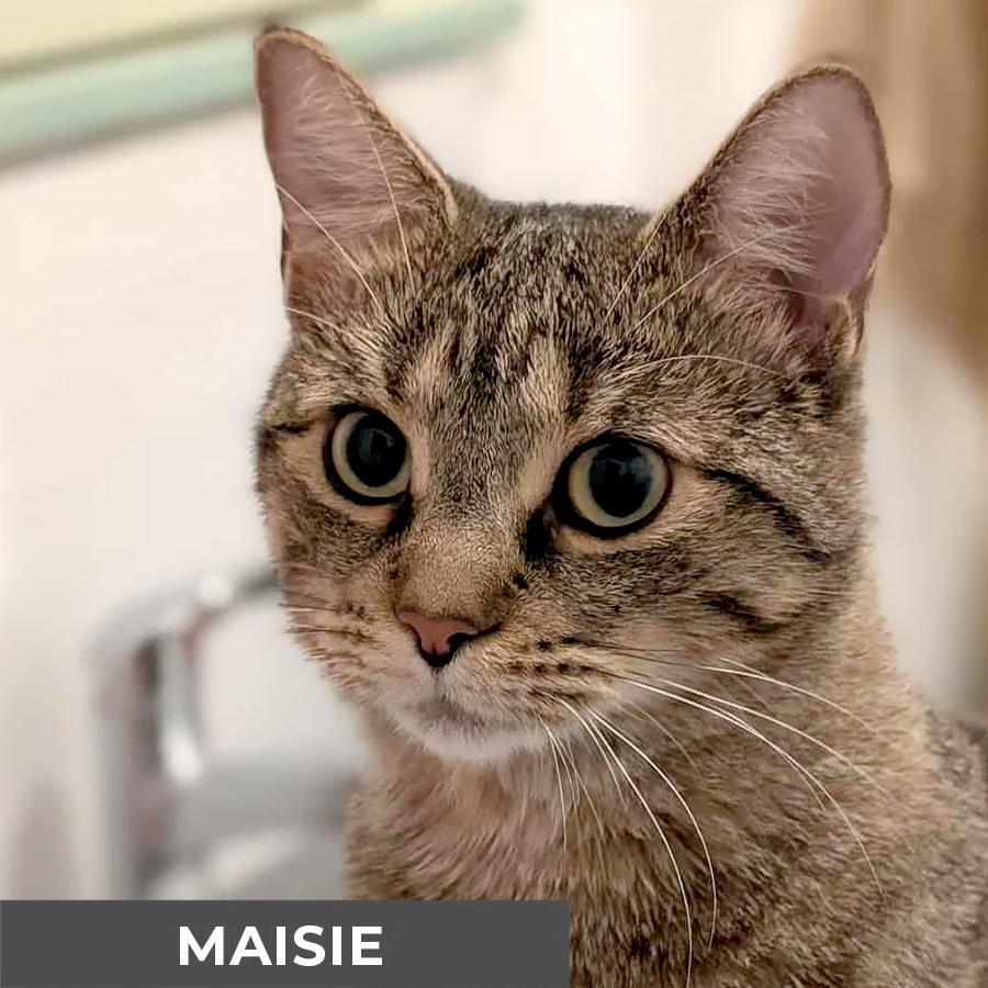 Maisie, a Adoptable Domestic Short Hair in Etobicoke, ON image 2/5
