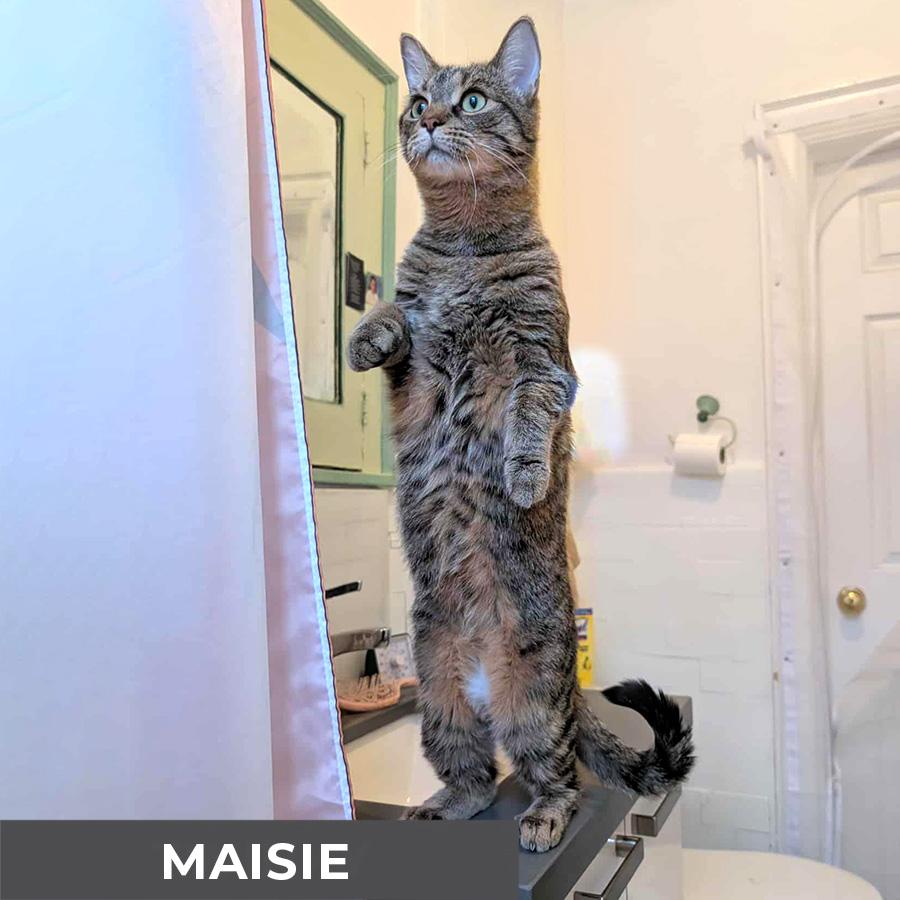Maisie, a Adoptable Domestic Short Hair in Etobicoke, ON image 5/5