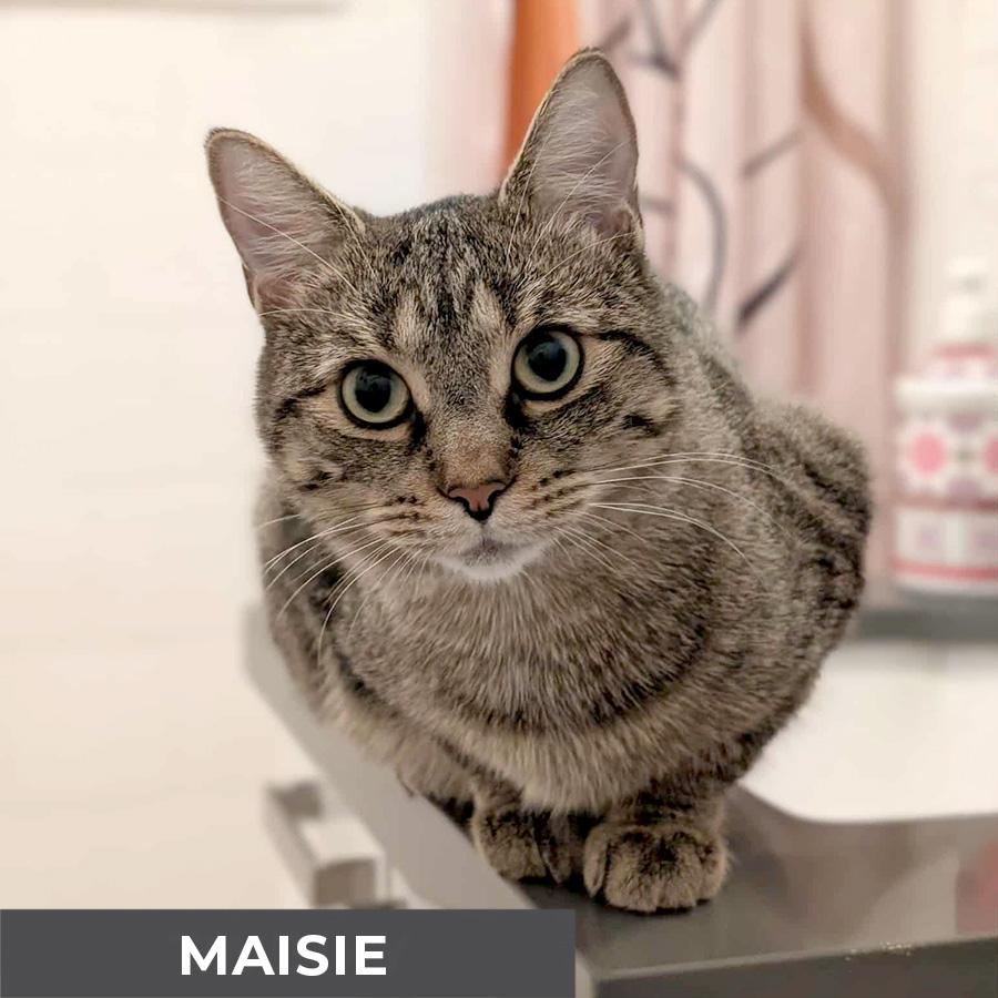 Maisie, Adoptable, Adult Female Domestic Short Hair.