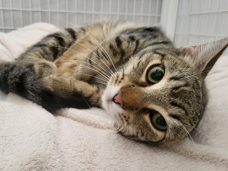 Rascal, Adoptable, Young Male Domestic Short Hair.