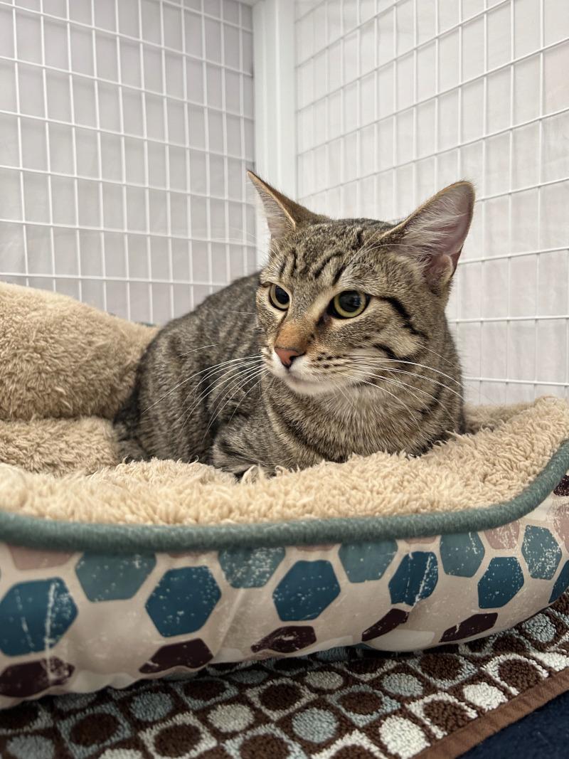 Rascal, a Adoptable Domestic Short Hair in Diamond Springs, CA image 2/4