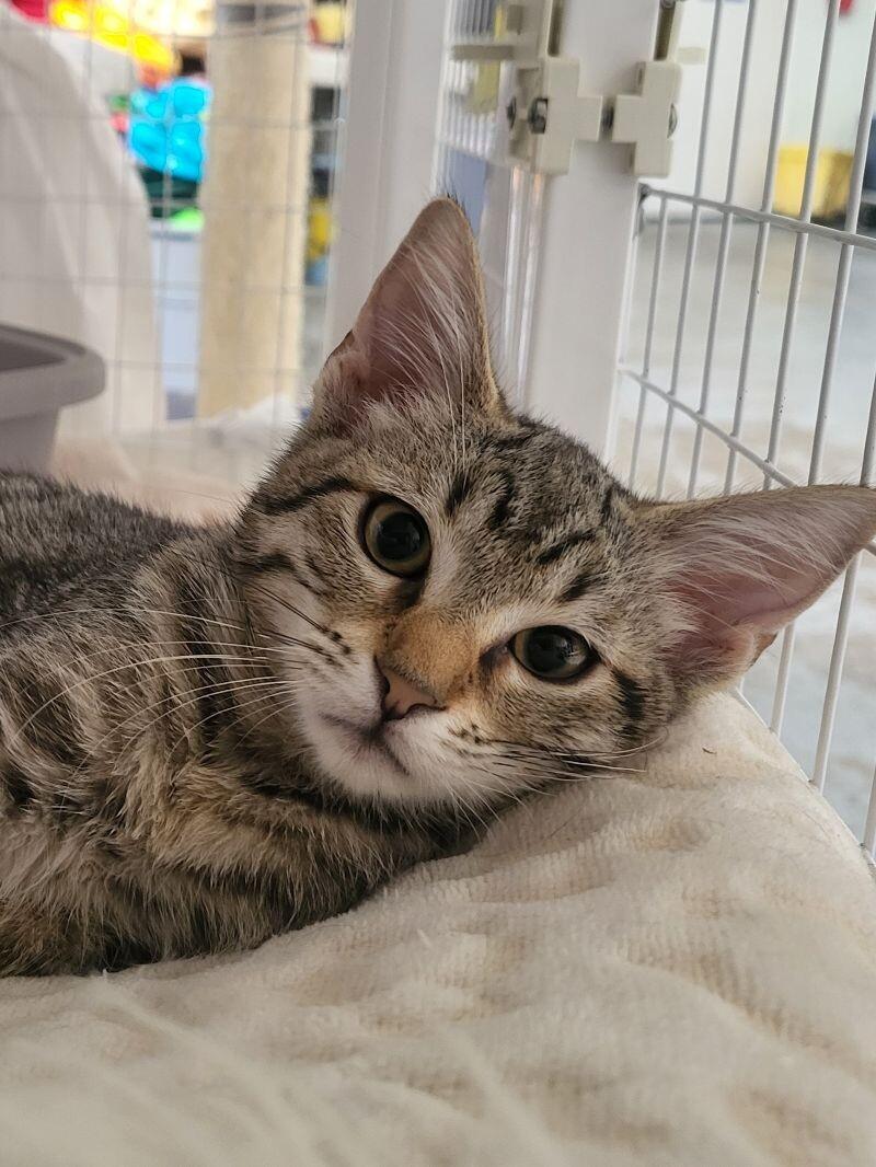 Rascal, a Adoptable Domestic Short Hair in Diamond Springs, CA image 3/4