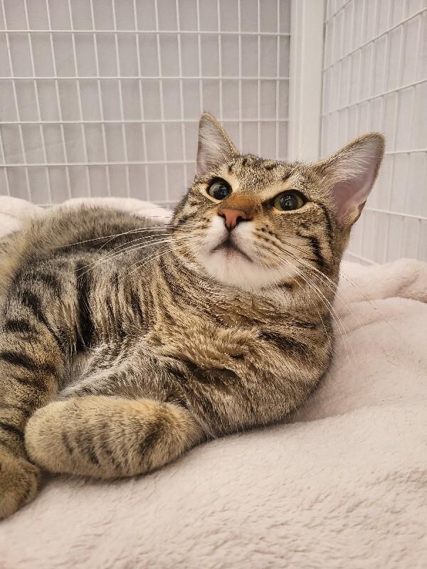 Rascal, a Adoptable Domestic Short Hair in Diamond Springs, CA image 4/4