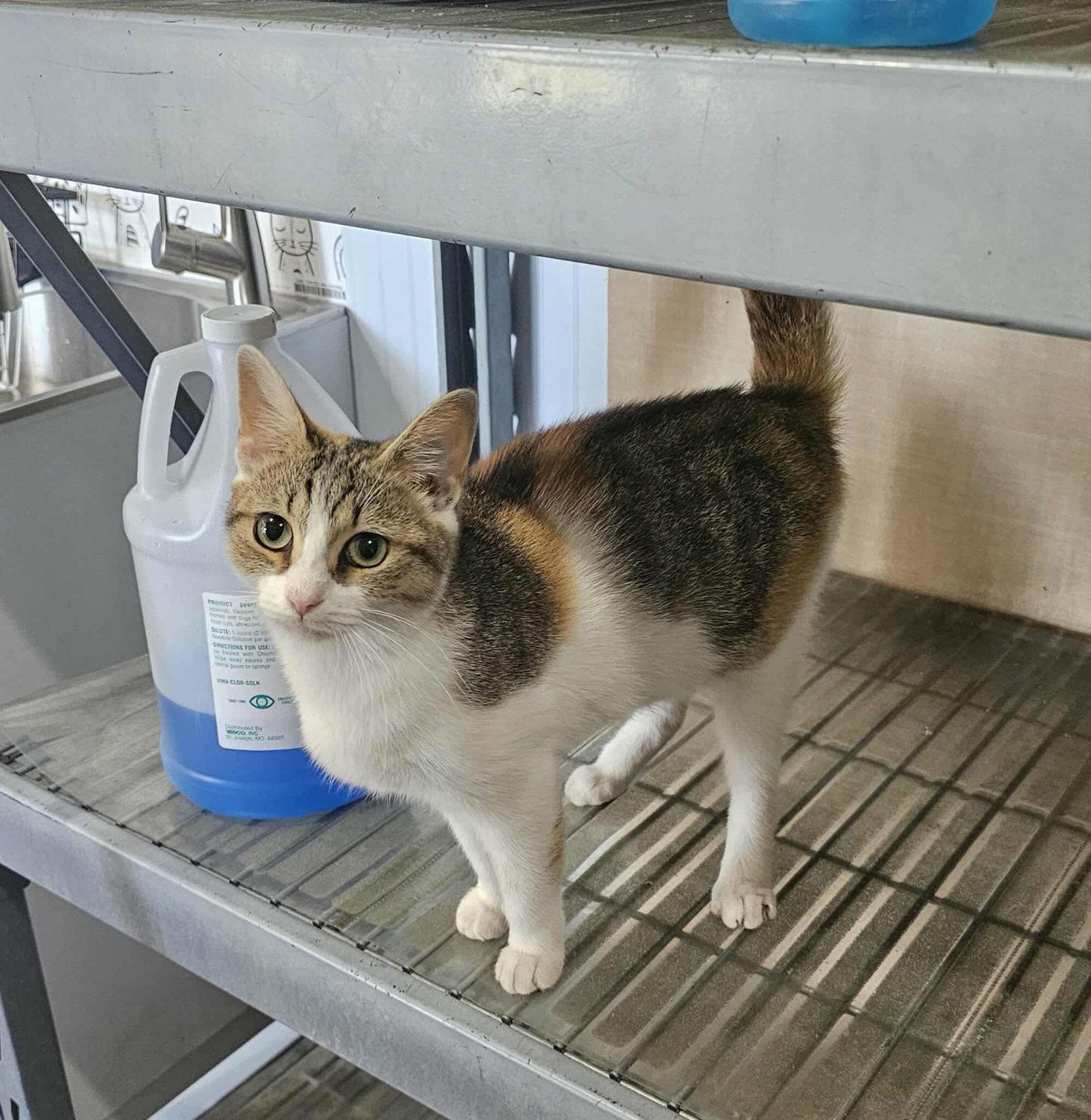 Enlarge Piggy Sue, a Adopted Domestic Short Hair in Camden, SC image 1/1
