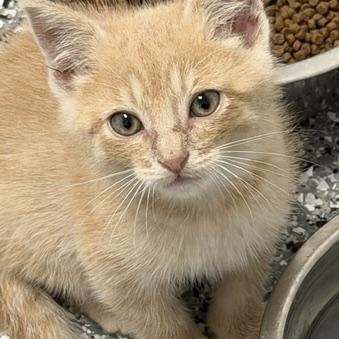 Marshalls, adopted, Kitten Male Domestic Short Hair.