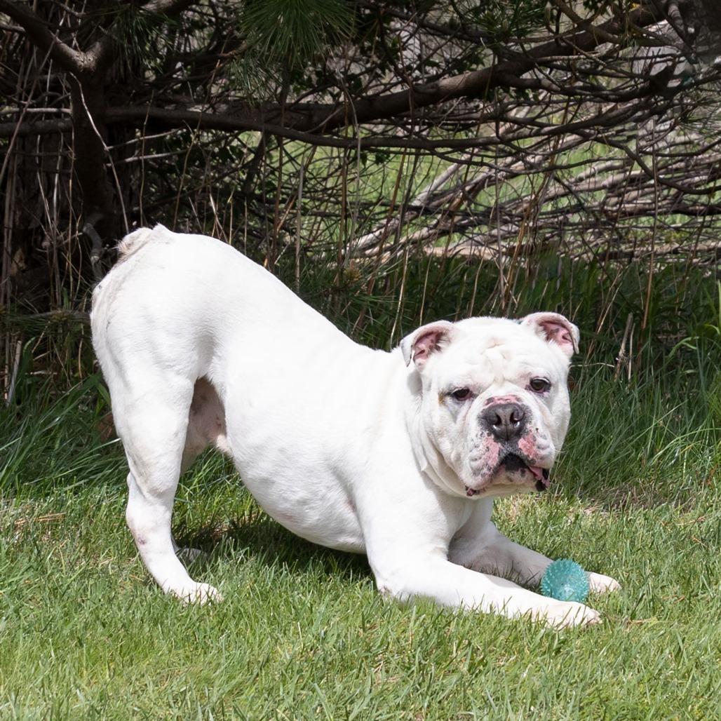 Brave, Adoptable, Adult Male English Bulldog.
