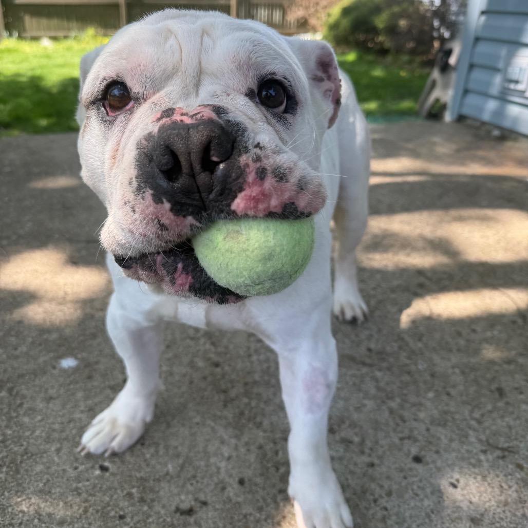 Enlarge Brave, a Adoptable English Bulldog in Erie, PA image 2/6