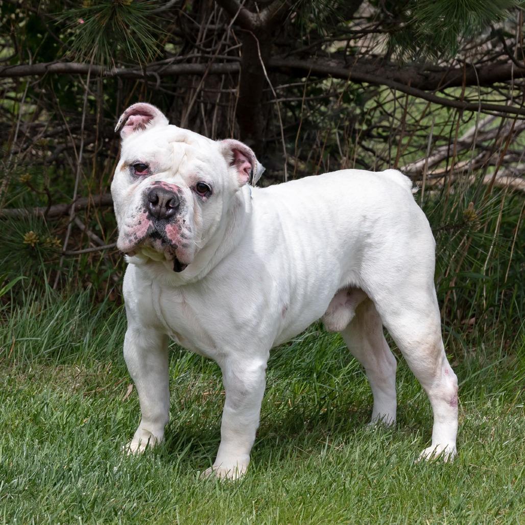 Enlarge Brave, a Adoptable English Bulldog in Erie, PA image 3/6