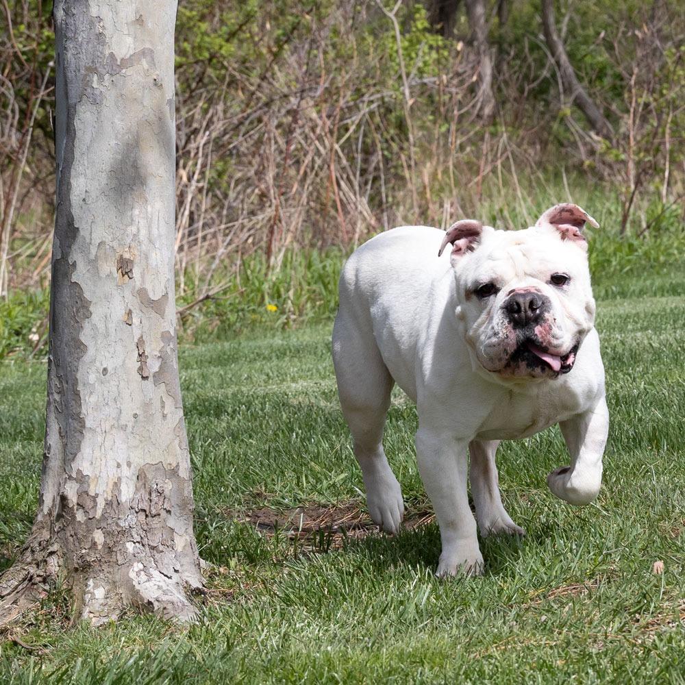 Enlarge Brave, a Adoptable English Bulldog in Erie, PA image 4/6