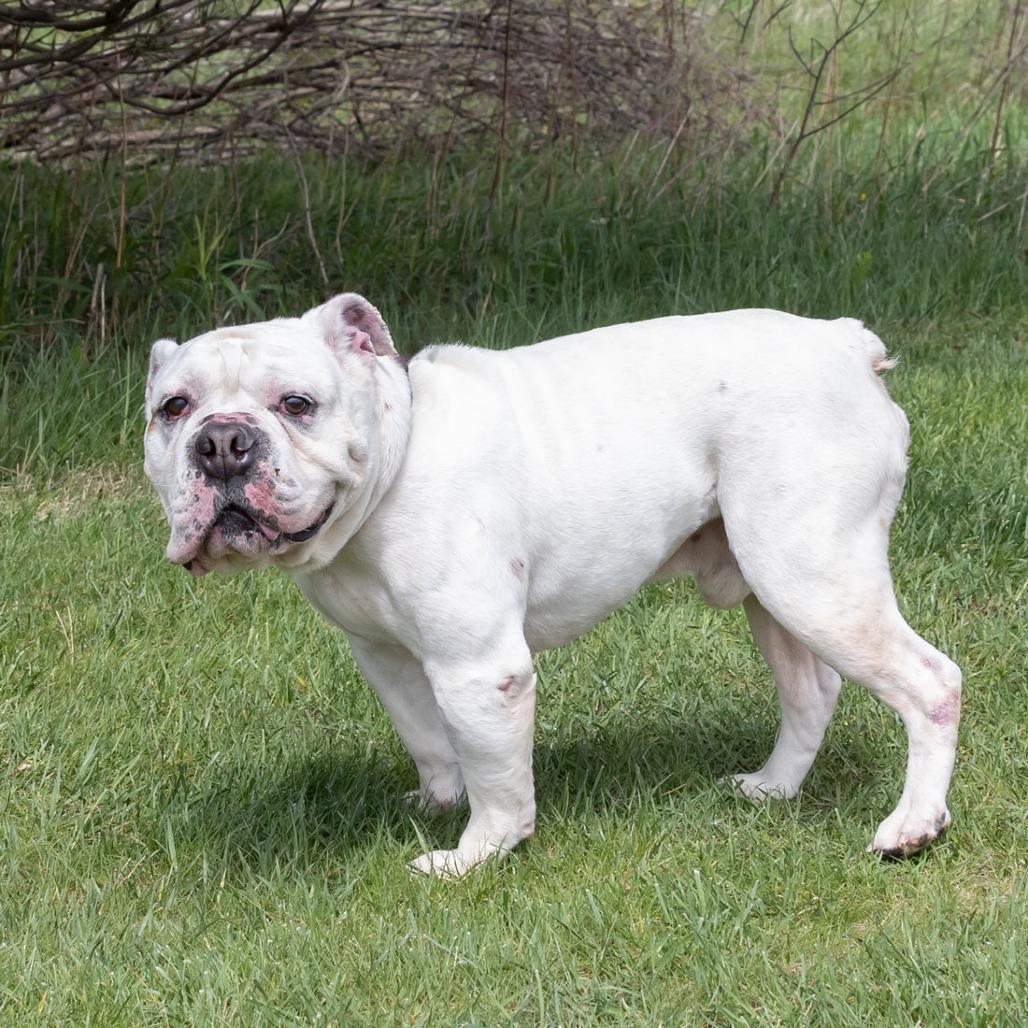 Enlarge Brave, a Adoptable English Bulldog in Erie, PA image 5/6
