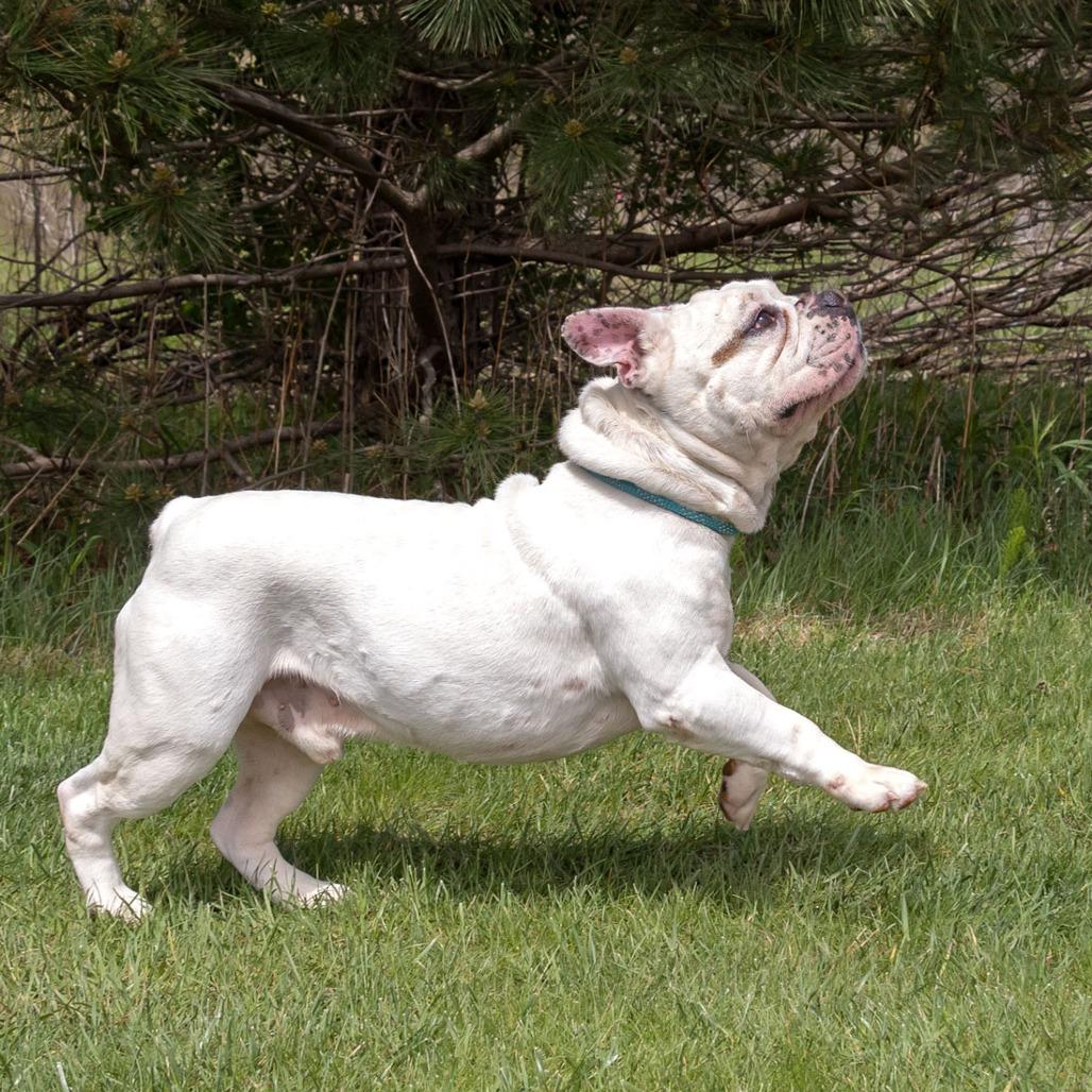 Enlarge Brave, a Adoptable English Bulldog in Erie, PA image 6/6