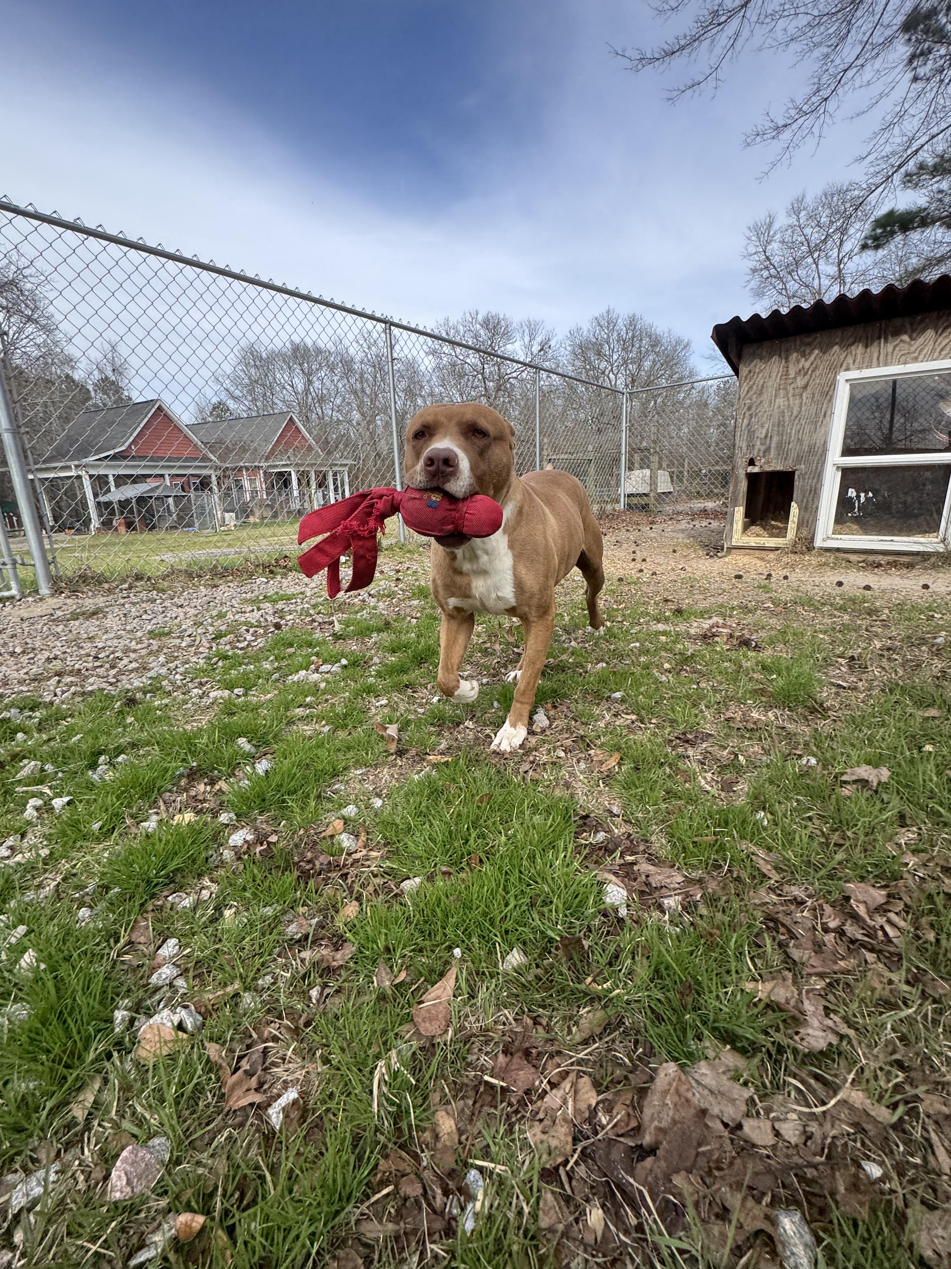 Gia, a Adoptable Mixed Breed in Orangeburg, SC image 3/6