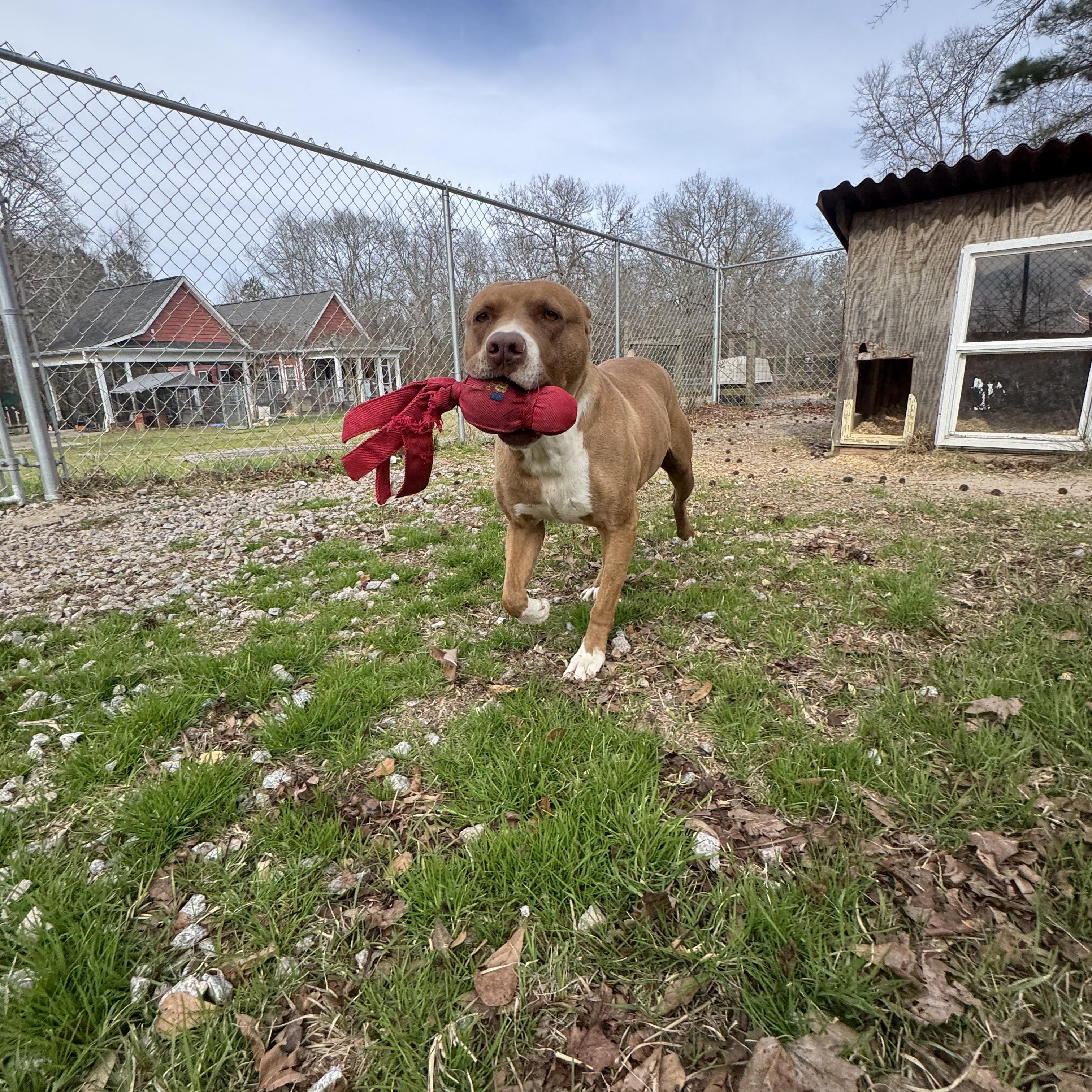 Enlarge Gia, a Adoptable mixed breed in Orangeburg, SC image 3/5