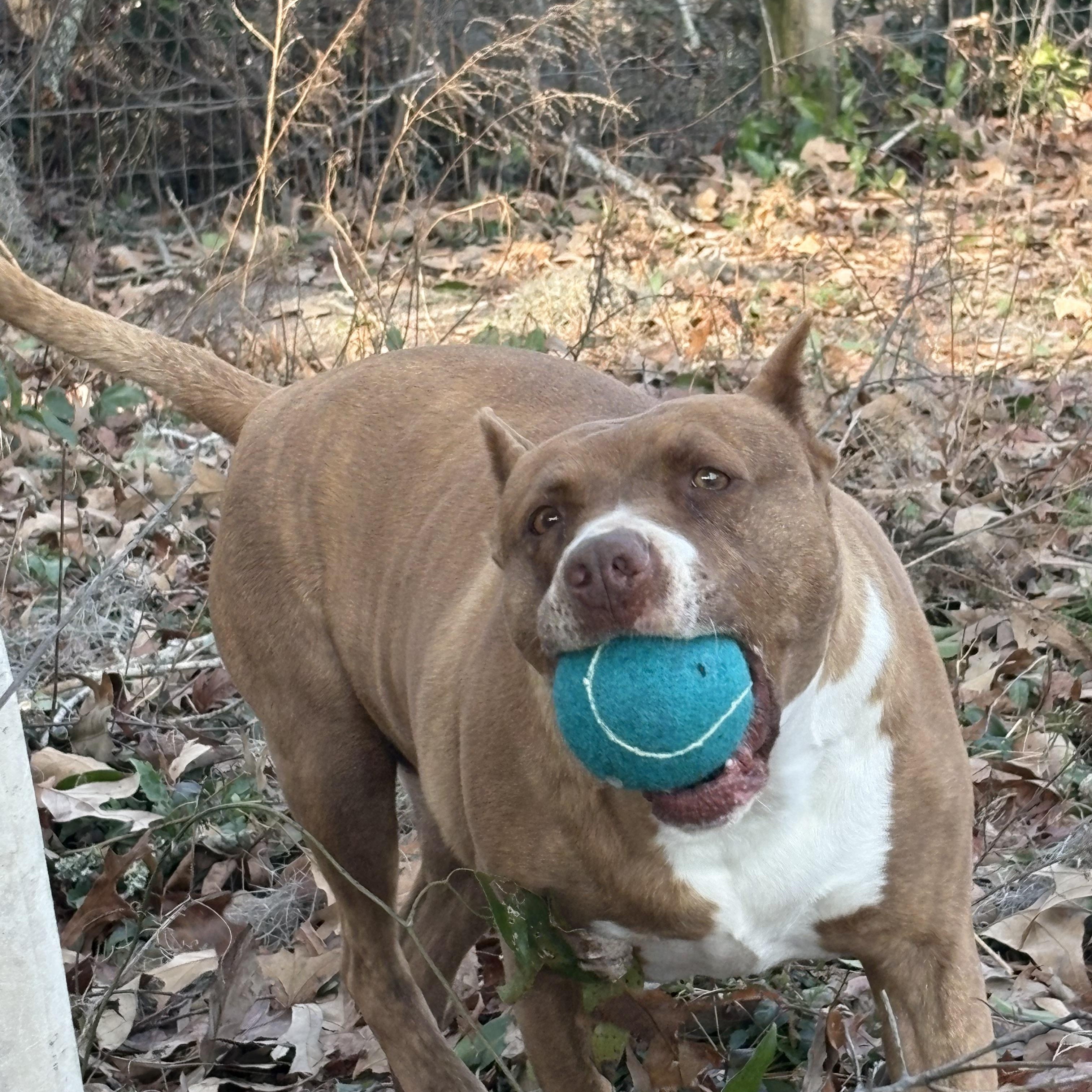 Gia, Adoptable, Young Female Mixed Breed.