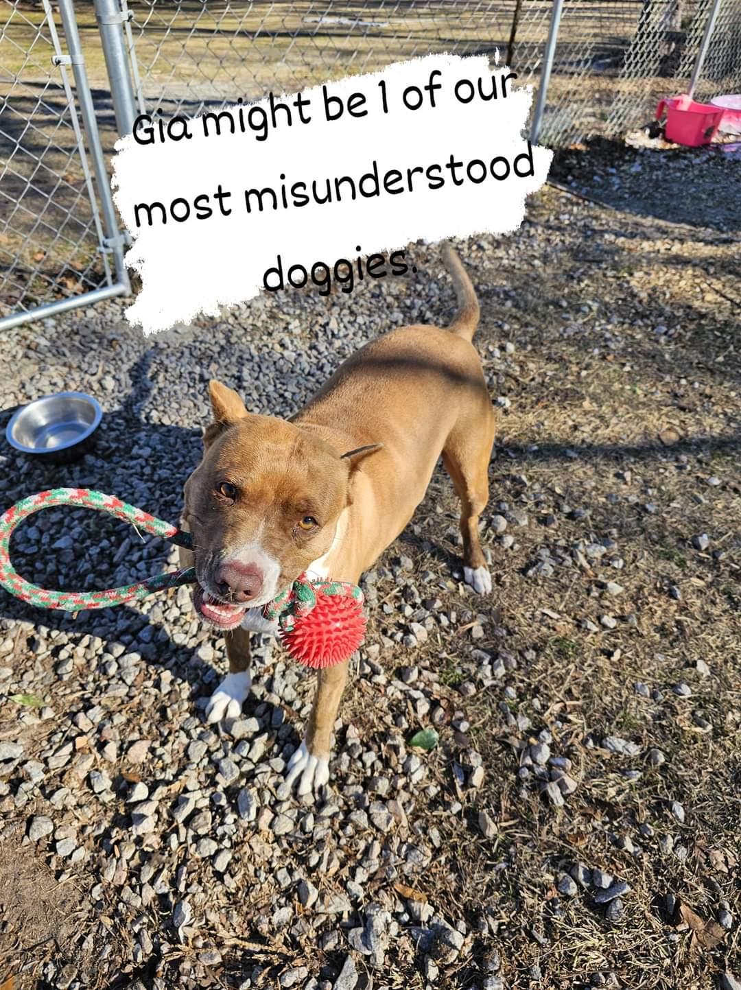 Gia, a Adoptable Mixed Breed in Orangeburg, SC image 6/6