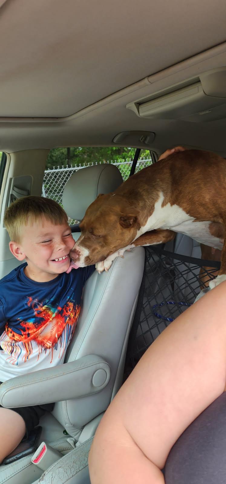 Gia, Adoptable, Young Female Mixed Breed.