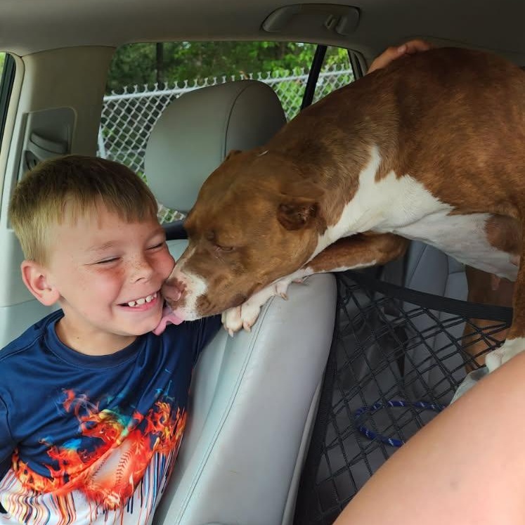 Enlarge Gia, a Adoptable mixed breed in Orangeburg, SC image 2/5