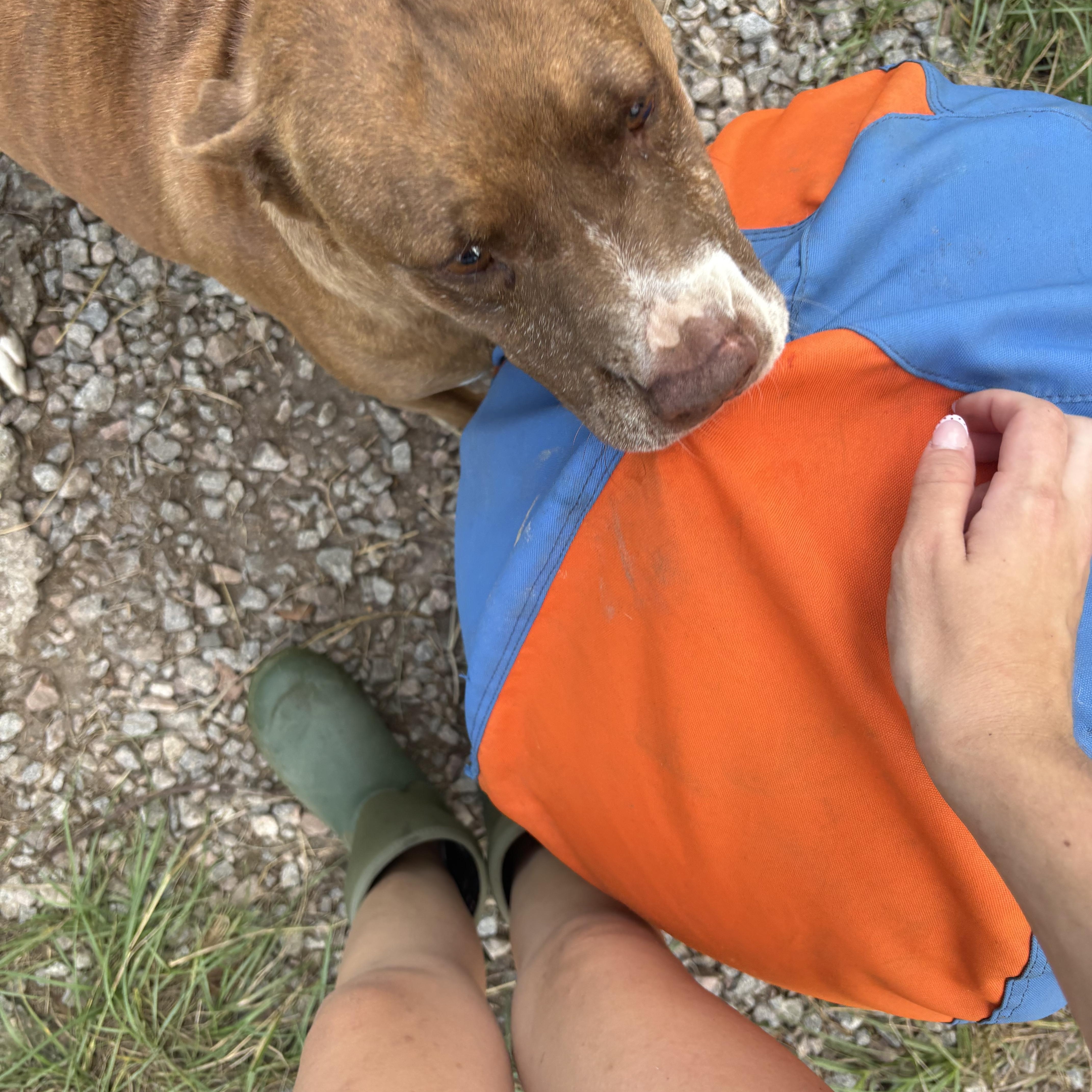 Enlarge Gia, a Adoptable mixed breed in Orangeburg, SC image 6/6