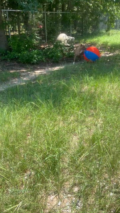 Enlarge Gia, a Adoptable mixed breed in Orangeburg, SC video 4/5