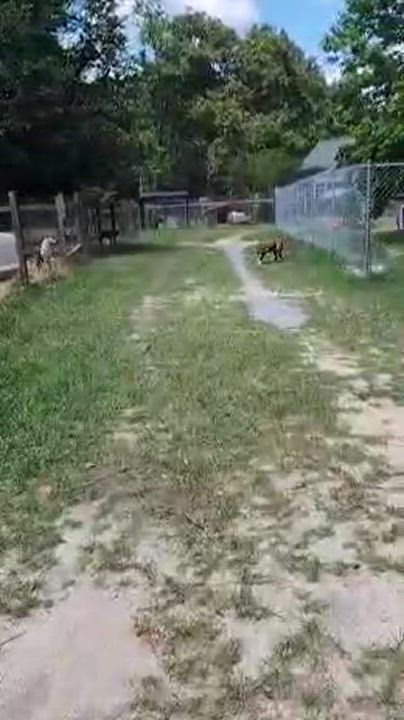 Enlarge Gia, a Adoptable Mixed Breed in Orangeburg, SC video 5/6