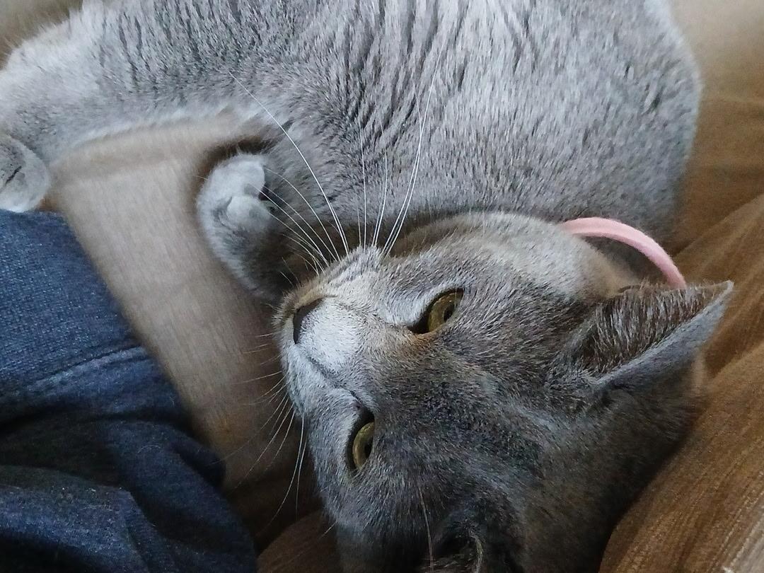 Doja Cat — thumbnail 2