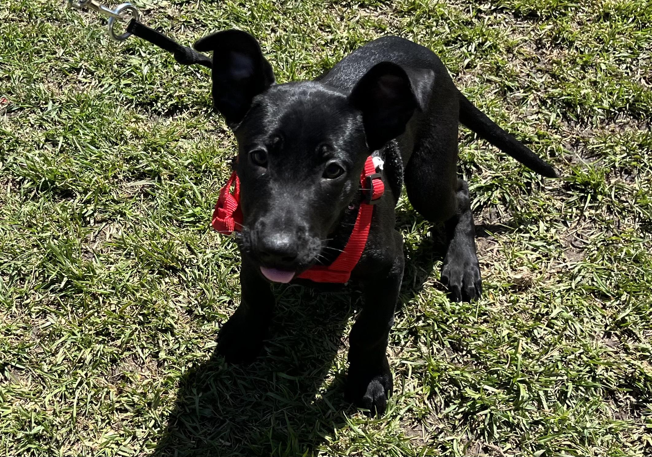 CAROLE, a Adoptable mixed breed image 2/3