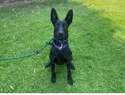 CAROLE, a Adoptable mixed breed image 1/3